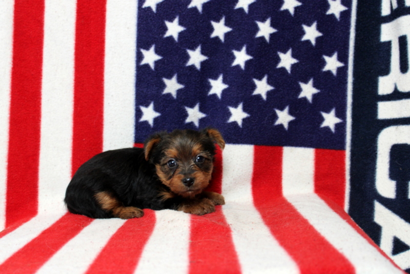 puppy, for, sale, Yorkshire Terrier, Matthew B. Stoltzfus, dog, breeder, Gap, PA, dog-breeder, puppy-for-sale, forsale, nearby, find, puppyfind, locator, puppylocator, aca